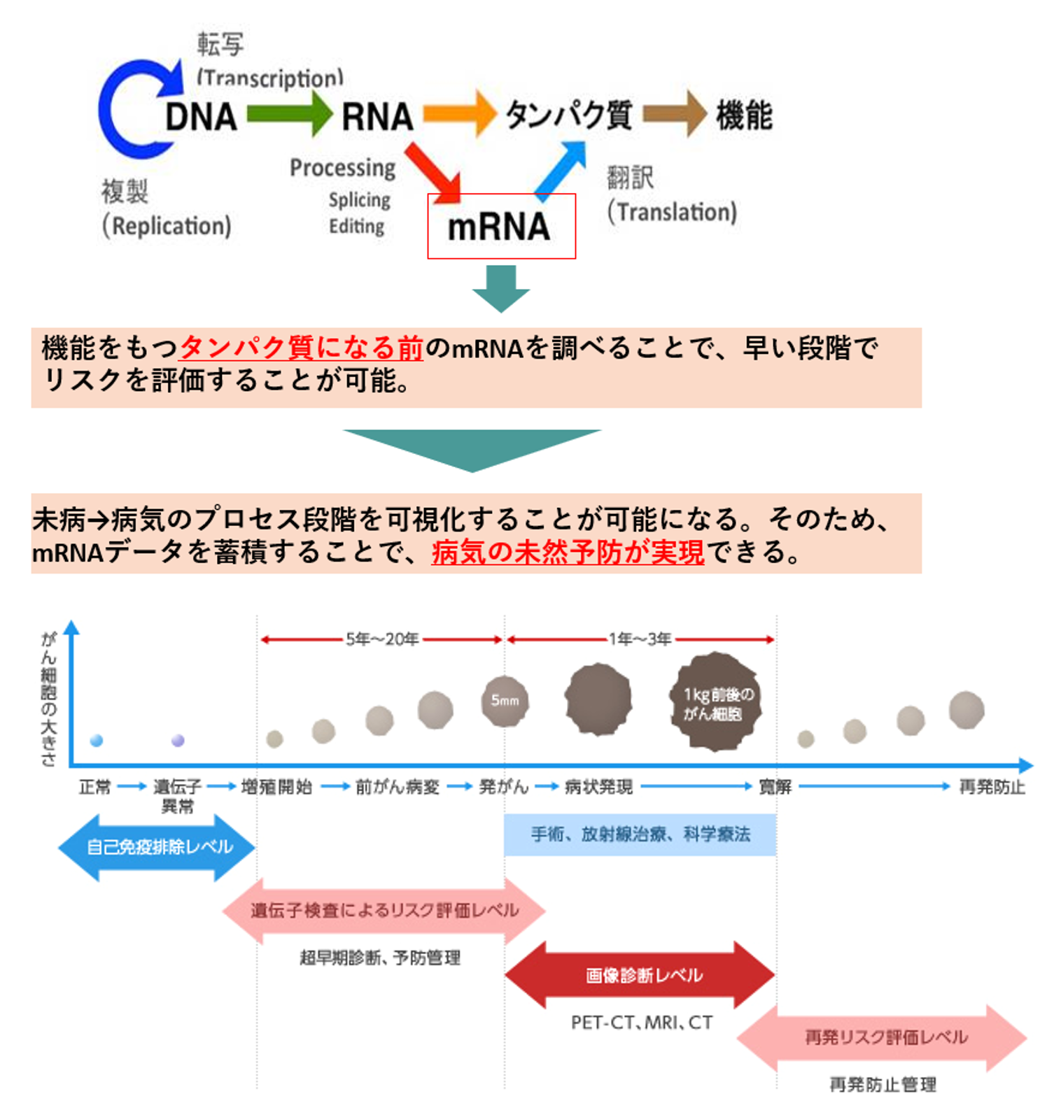 セントラルドグマ